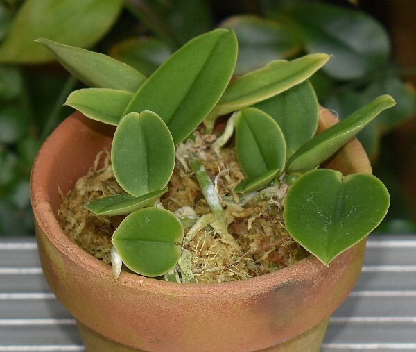 洋蘭カトレア原種 c.walkeriana 雫の個体系実生株 CP苗 洋蘭