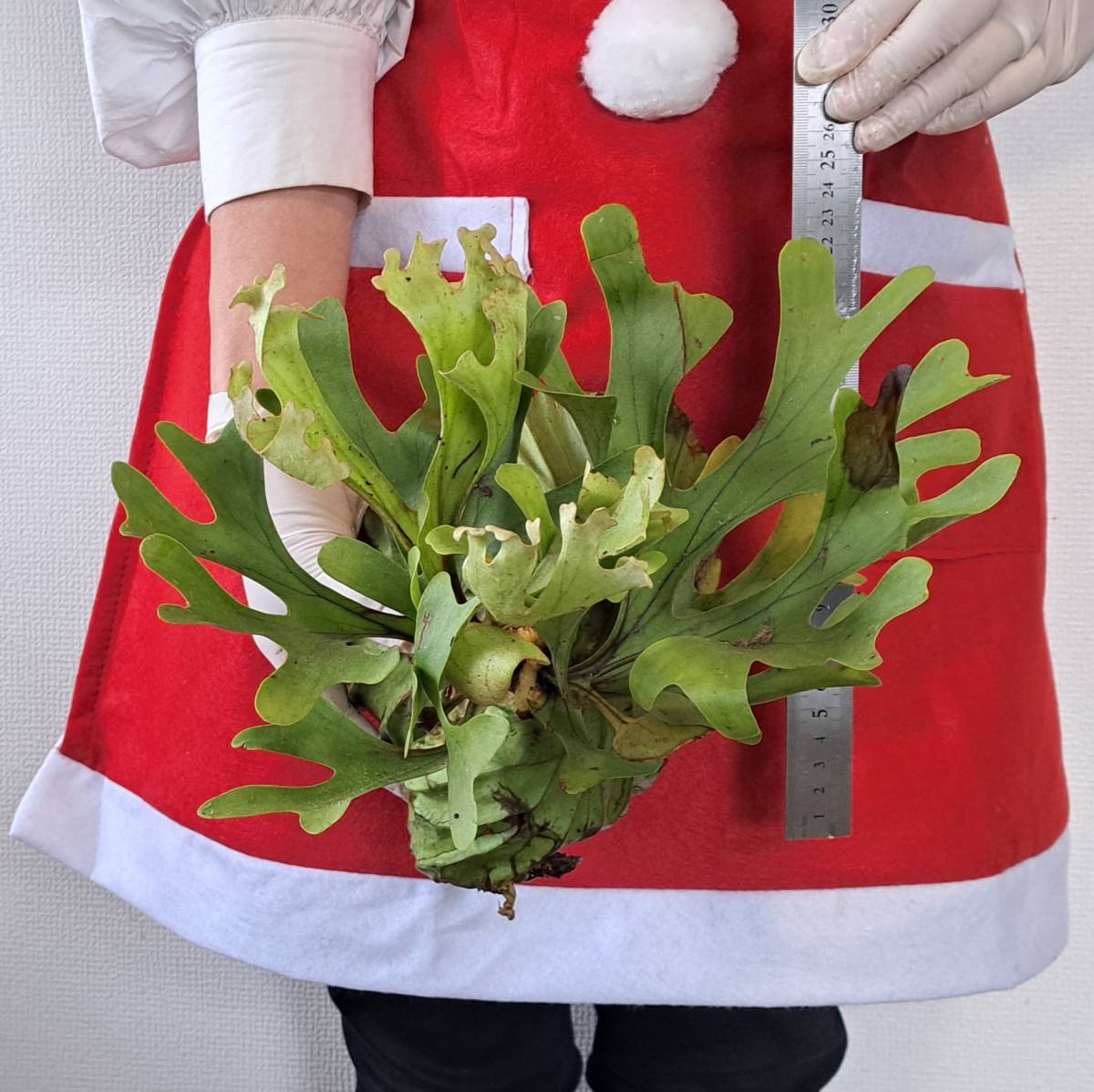 ☆1円スタート☆102 ビカクシダ 植物☆Platycerium ridleyi (プラティケリウム リドレイ)Sumatra Wild/麋角羊歯