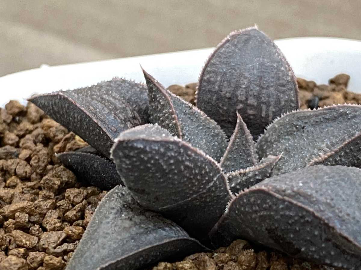 多肉植物 ハオルシア ハオルチア 李氏作品125 コエル×GM447 ハオルシア