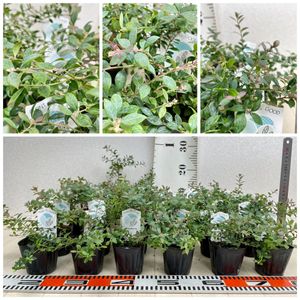 ブルーベリー 苗のヤフオク の相場 価格を見る ヤフオク のブルーベリー 苗のオークション売買情報は0件が掲載されています