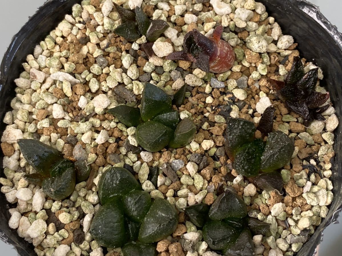 Yahoo!オークション - アリオカルプス 連山 実生 11cm 大疣 サボテン