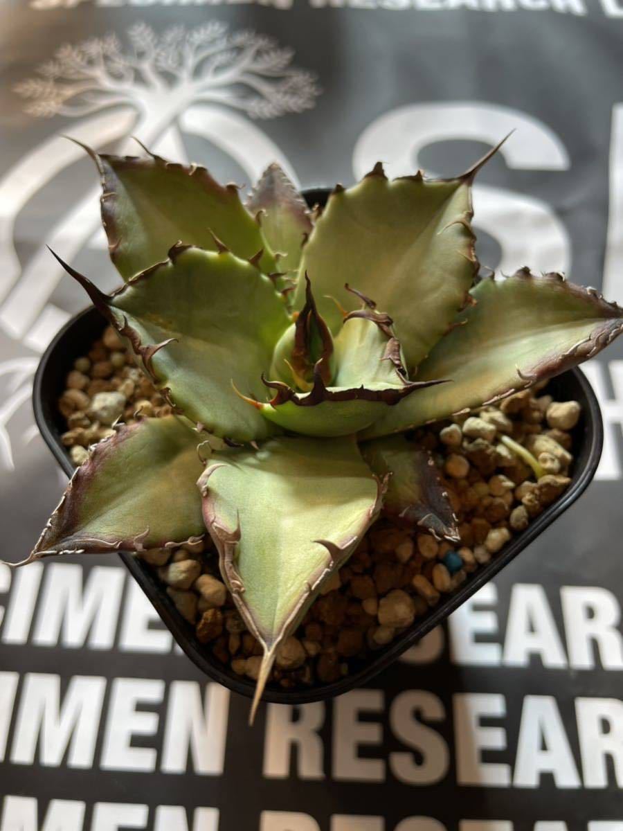 アガベ チタノタ ドワーフ① 検）シーザー ハデス オテロイ fo076 白鯨 黒鯨 レッドキャットウィーズル