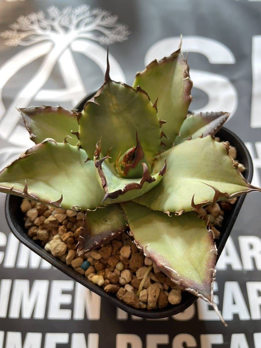 アガベ チタノタ ドワーフ① 検）シーザー ハデス オテロイ fo076 白鯨 黒鯨 レッドキャットウィーズル