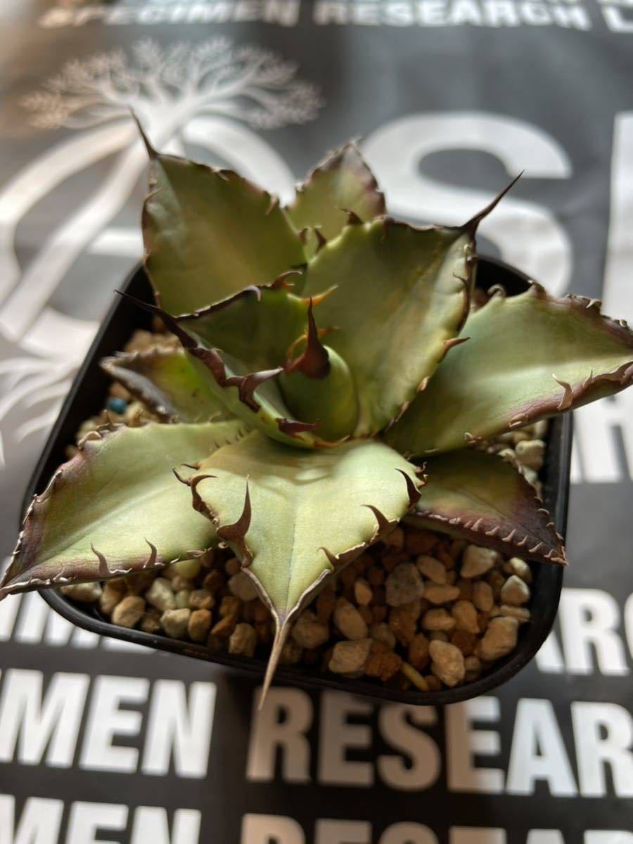 アガベ チタノタ ドワーフ① 検）シーザー ハデス オテロイ fo076 白鯨 黒鯨 レッドキャットウィーズル