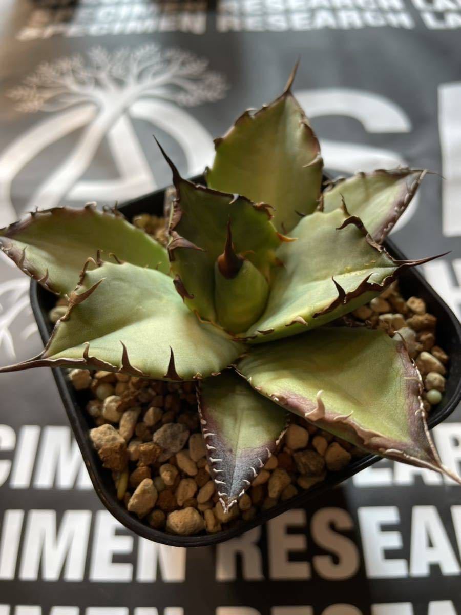 アガベ チタノタ ドワーフ① 検）シーザー ハデス オテロイ fo076 白鯨 黒鯨 レッドキャットウィーズル