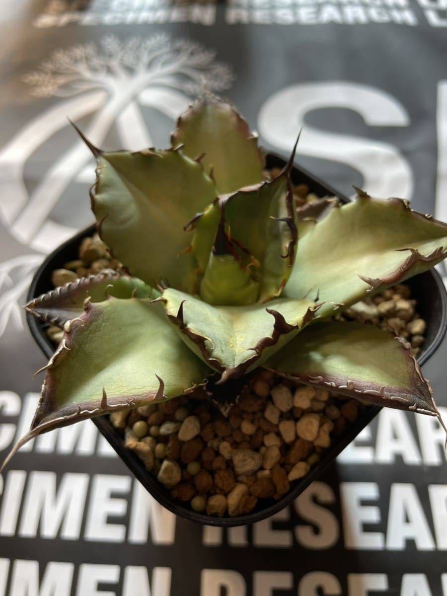 アガベ チタノタ ドワーフ① 検）シーザー ハデス オテロイ fo076 白鯨 黒鯨 レッドキャットウィーズル