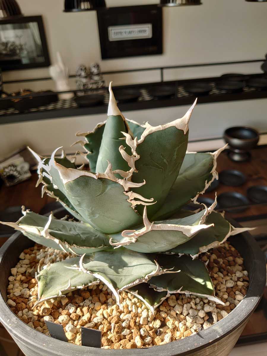 ①発根済 アガベ チタノタ FO-076 イタリア Agave titanota FO ①発根済 アガベ チタノタ FO-076 イタリア Agave titanota FO