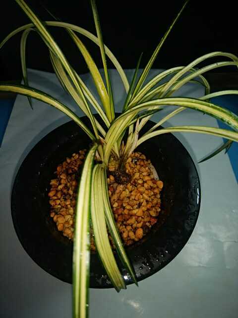 春蘭 天遊 韓国春蘭 寒蘭 中国春蘭