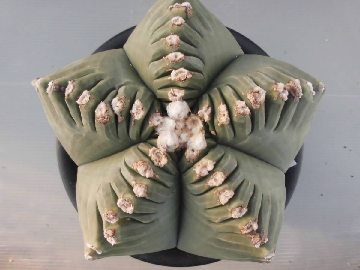 サボテン☆1：亀甲ヘキラン