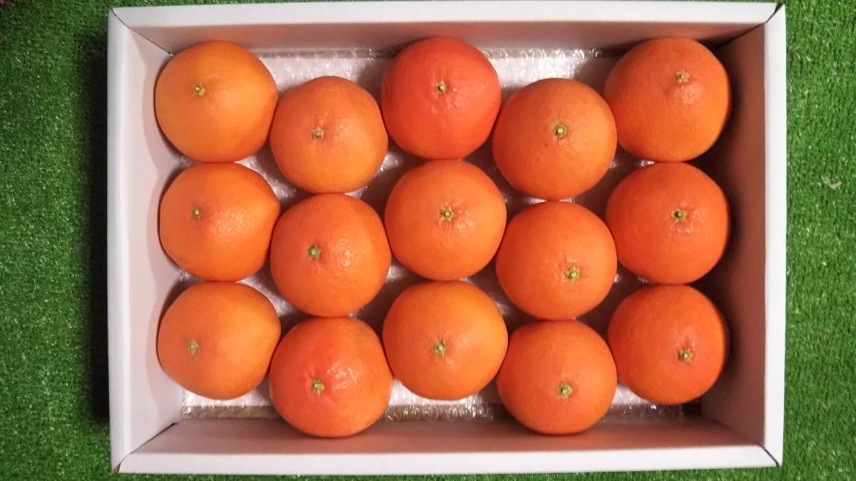 デコポン せとか 紅まどんな も美味しいけど、天草オレンジも大変美味しいです。A（2個最終出品）