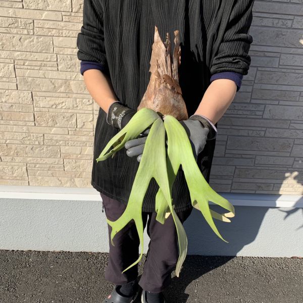 Y1089 ☆silver☆ Platycerium willinckii WILD (プラティケリウム・ウィリンキー)【01.05輸入・バリ島・ギャニャール・抜き苗】