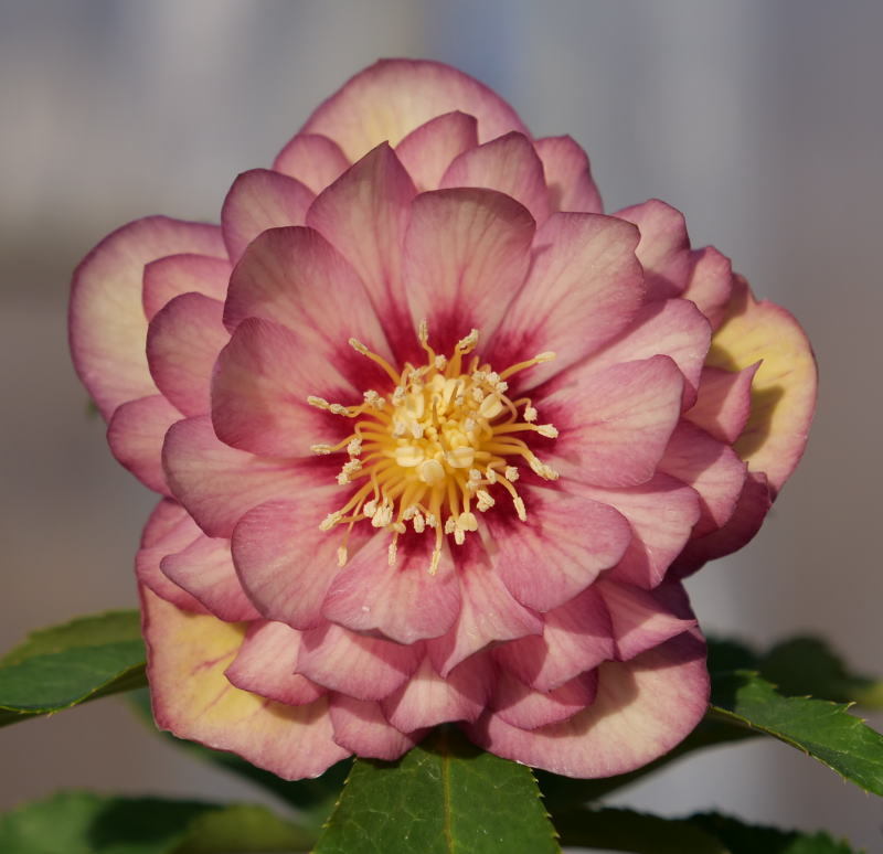 開花株クリスマスローズ・ddピンクフラッシュゴールド-085