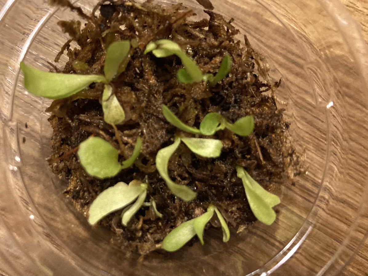 リドレイ　胞子培養苗　8苗 ビカクシダ　コウモリラン12