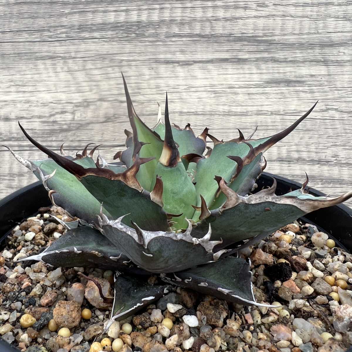 F32 【激レア高級品種】 アガベ チタノタ ハデス 恐竜牙歯 黒帝斯 極上強