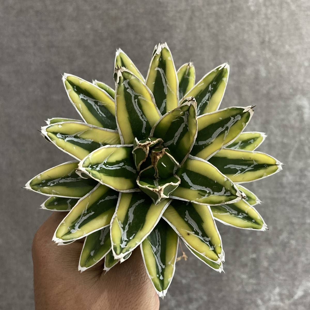 R1214-41 特選 アガベ 多肉植物 笹の雪 輝山 黄覆輪 極上株
