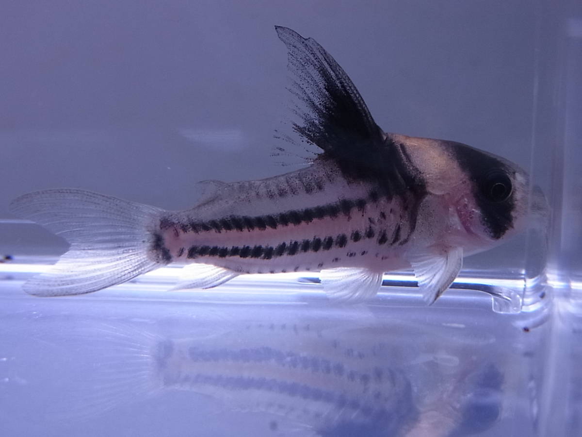 厳選　コリドラス　コルレア　ブリード個体3匹　　土曜日発送