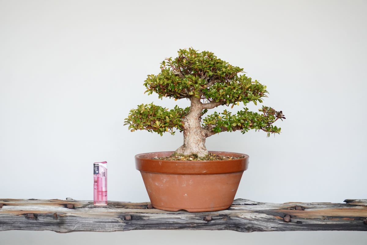 盆栽 藤原】 皐月 明美の月