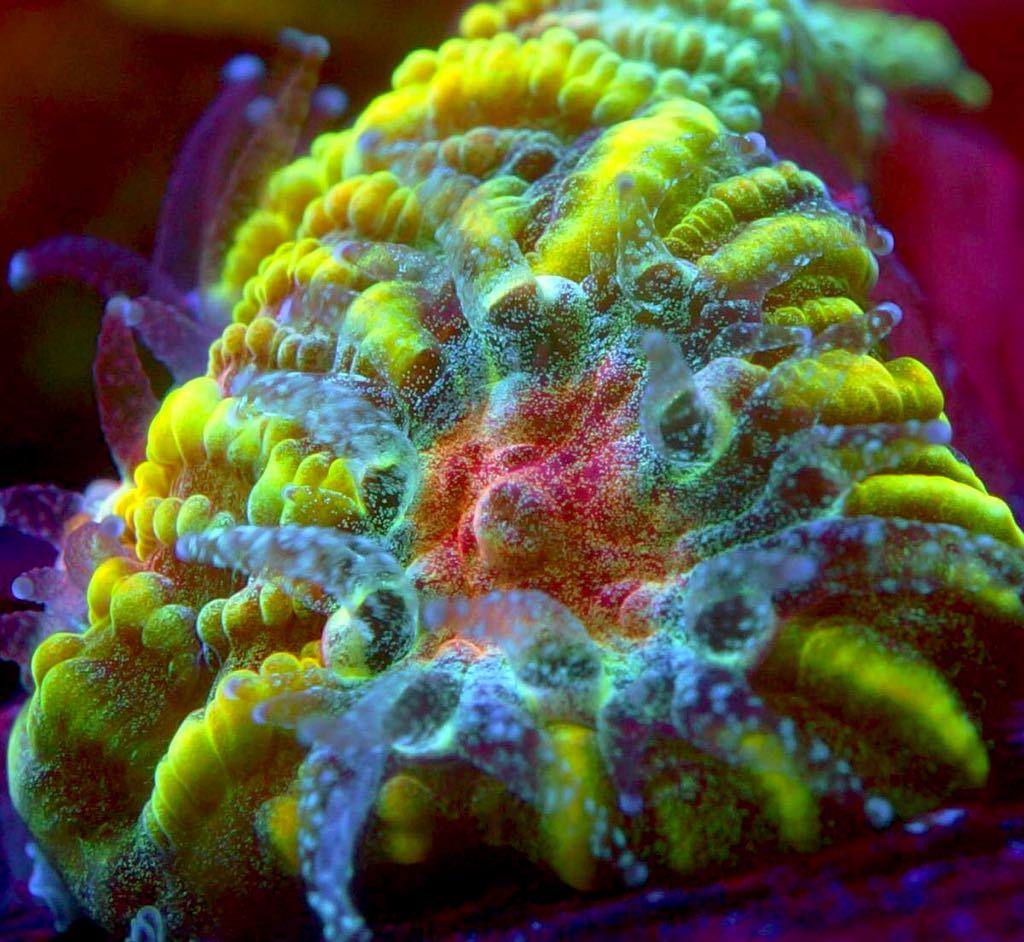 X19 ボーンミドリイシ（11cm前後） ビクール』N18ミドリイシsp