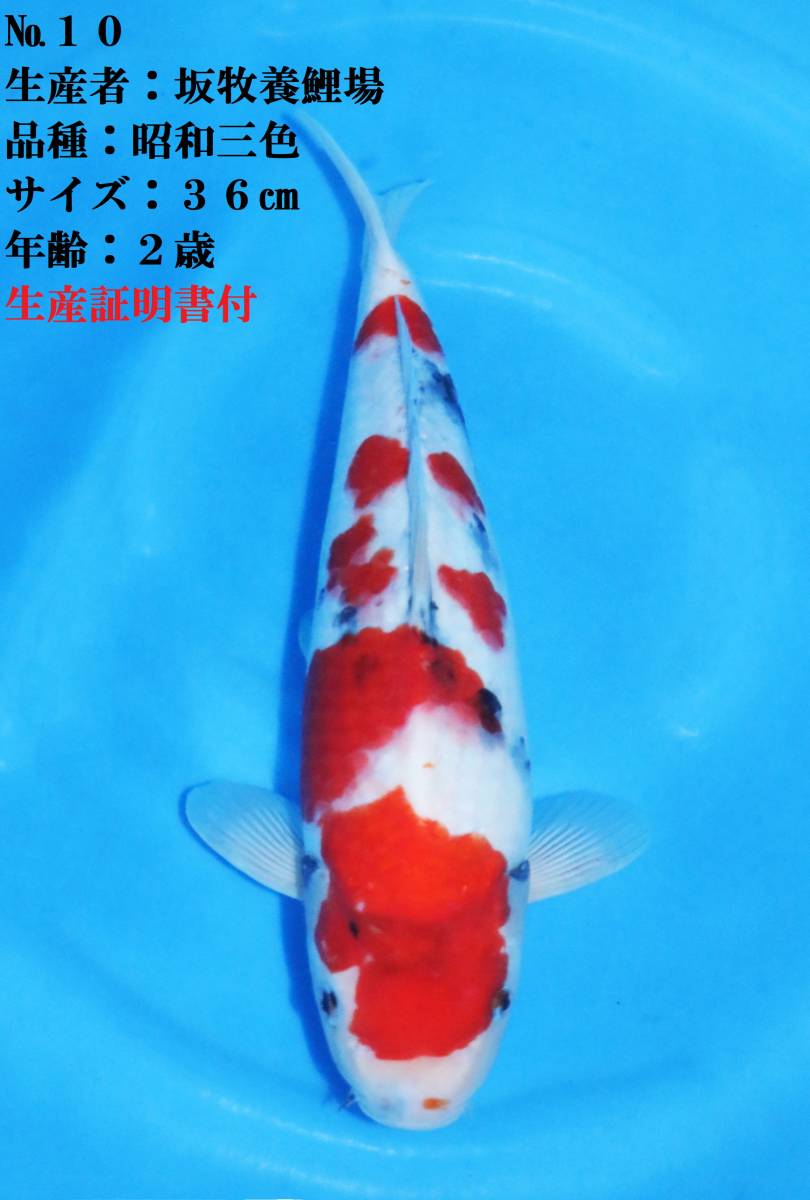 ◇革命鯉◇ №12SP立て鯉フェア 坂牧養鯉場産 ◇革命