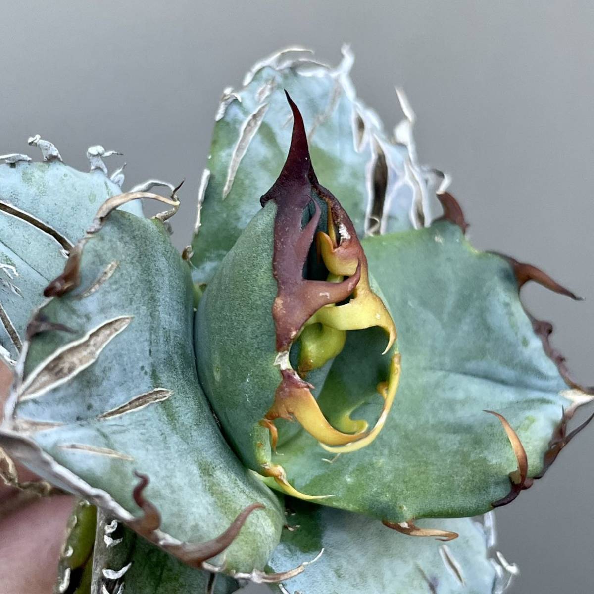 特選　強刺　短葉　アガベ　チタノタ　ブルー　実生　多肉植物　6