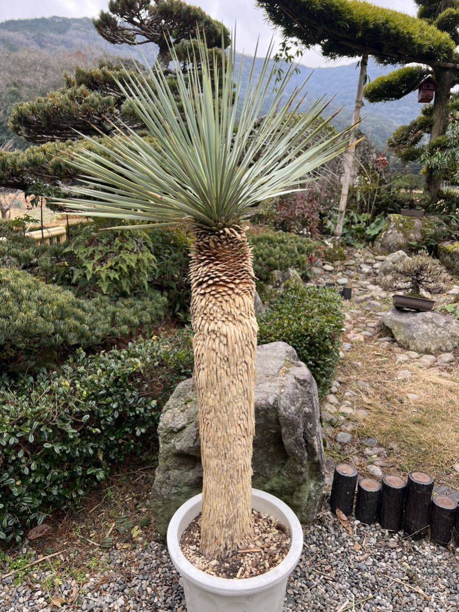 13 ユッカフィリフェラ（Yucca Filifera）発根済