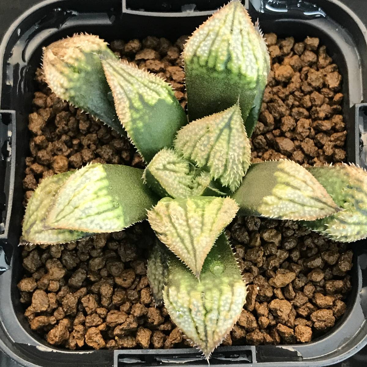 18 ハオルチア 多肉植物【葉挿し繁殖】