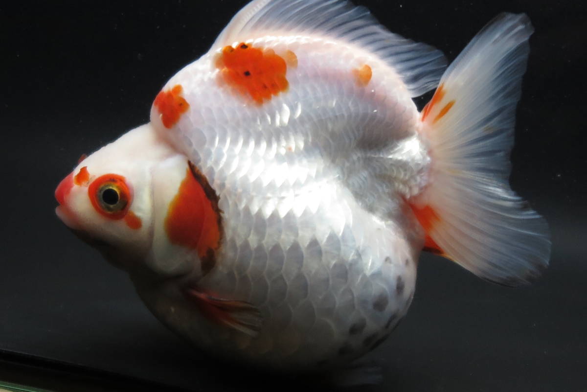 だるま琉金 | 金魚）だるま琉金 - おまかせ色ミックス 中国産トリ 