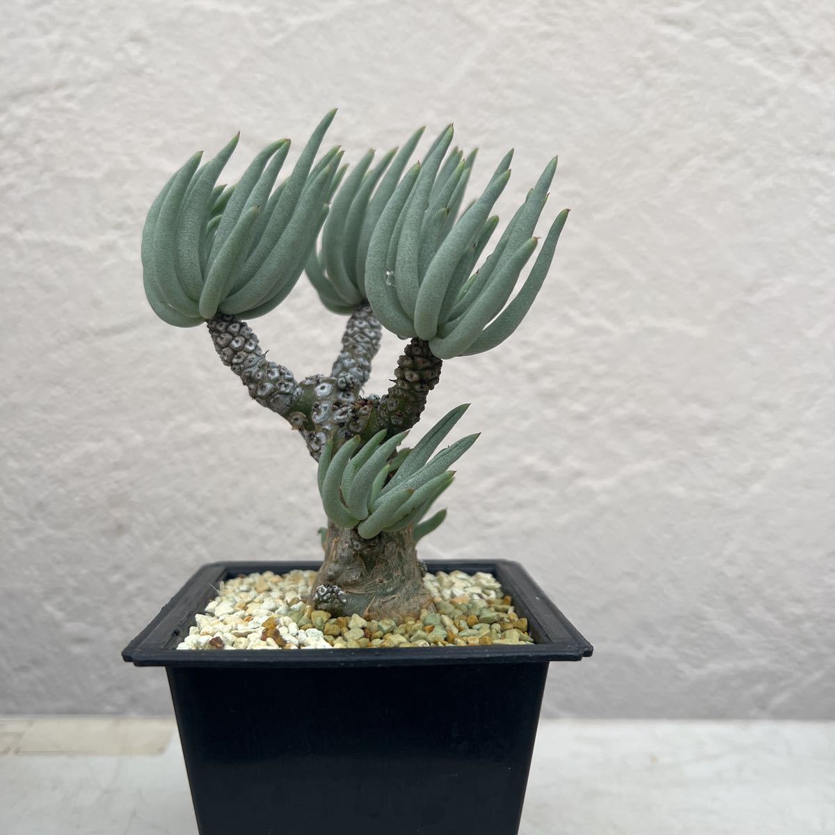 ② Tylecodon pearsonii 実生株 チレコドンペアルソニー 塊根植物 