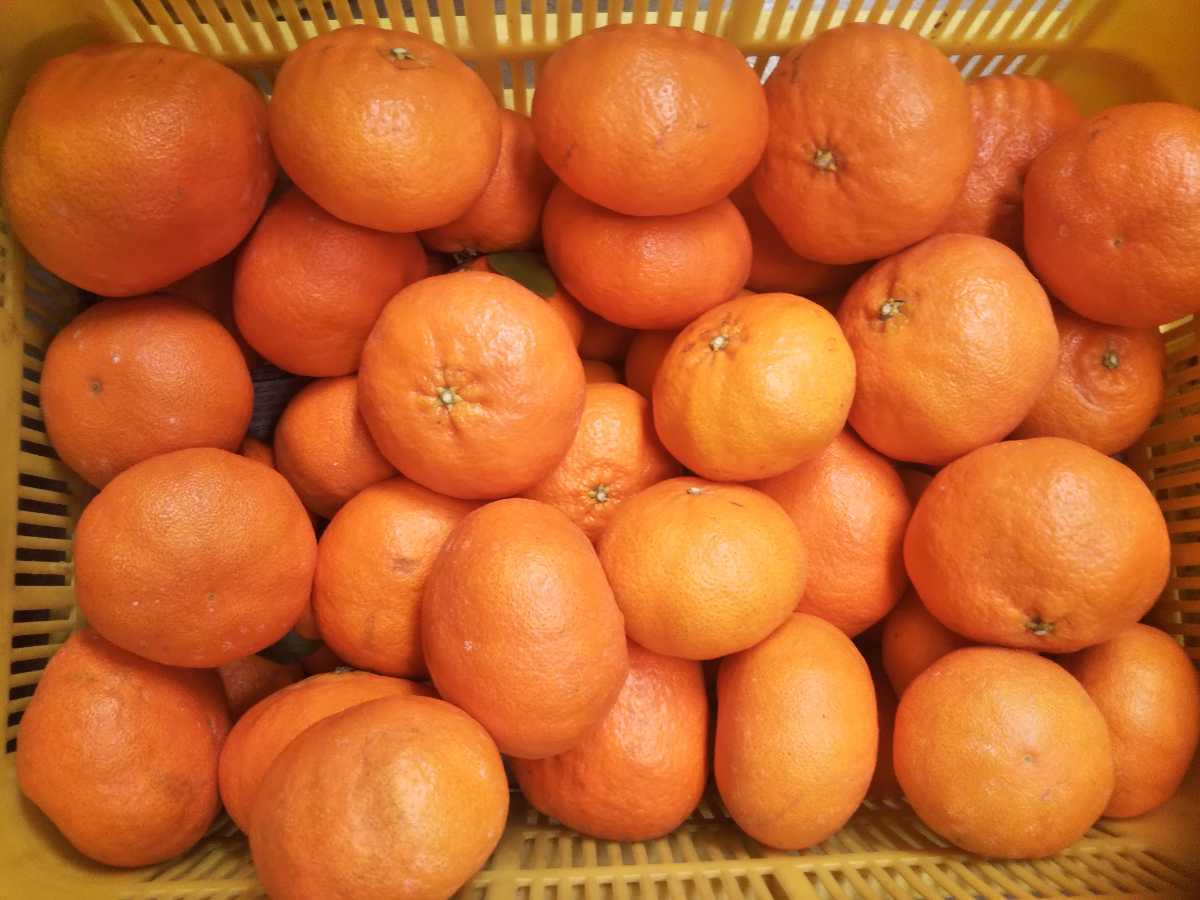 愛媛県産 甘平5キロ家庭用