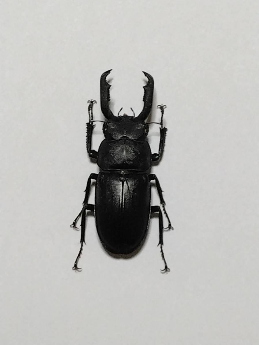 標本 展足済 大型 アマミシカクワガタ ♂48mm，♀35mm ペアの入札
