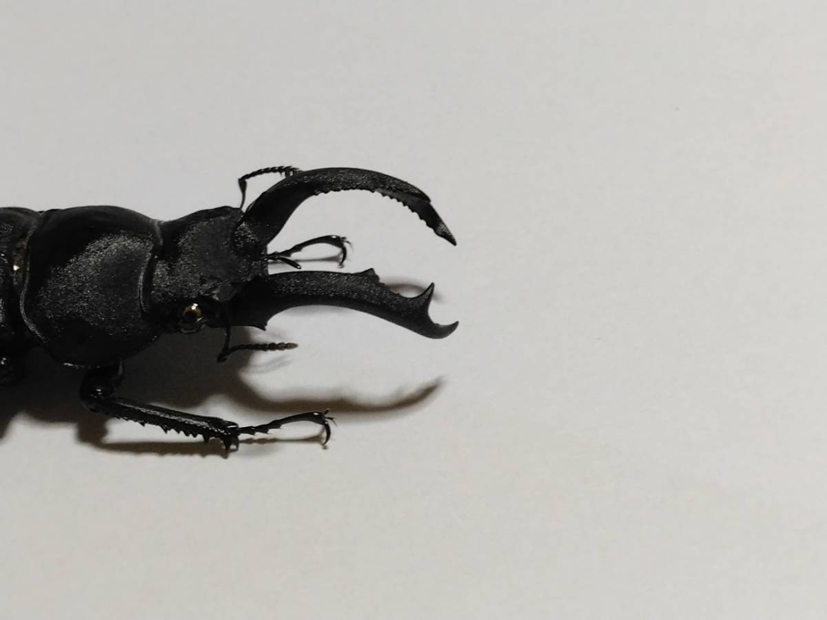 標本 展足済 大型 アマミシカクワガタ ♂48mm，♀35mm ペアの入札
