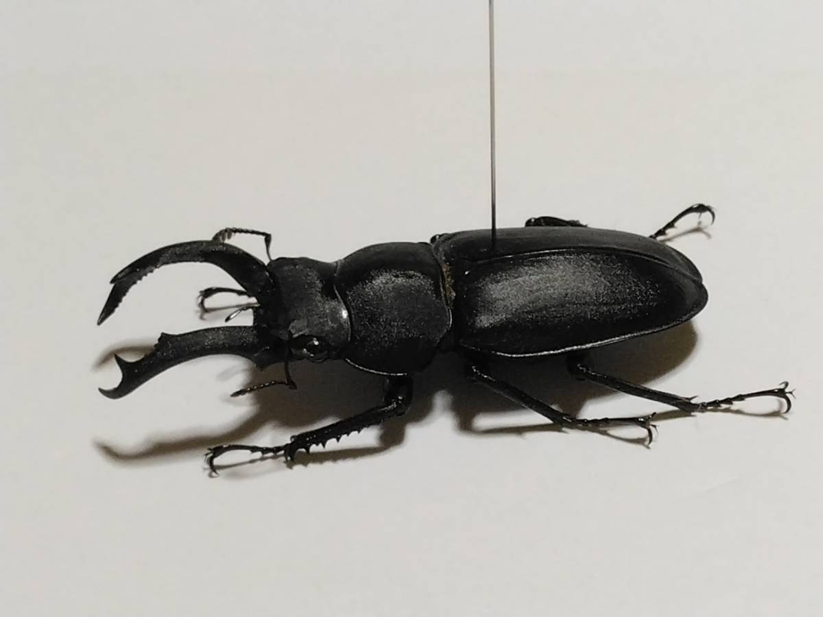 標本 展足済 大型 アマミシカクワガタ ♂48mm，♀35mm ペアの入札