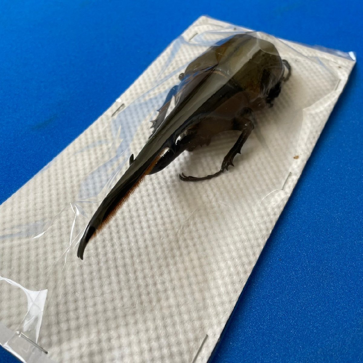 ヘラクレスオオカブト 標本 150mm ヘラクレスヘラクレス♂標本150ミリ ヘラクレスオオカブト 【公式通販】