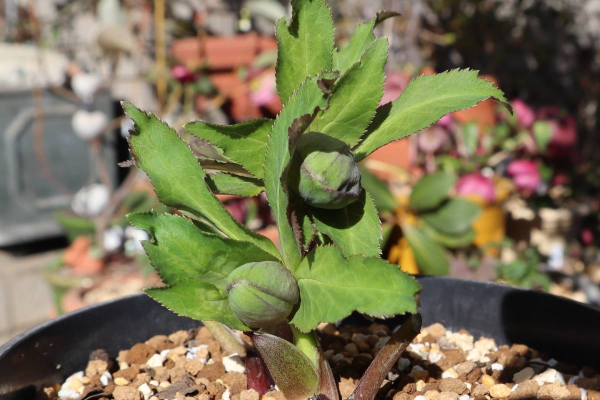 大和園クリスマスローズ グリーンパステリッシュストレイン株分け