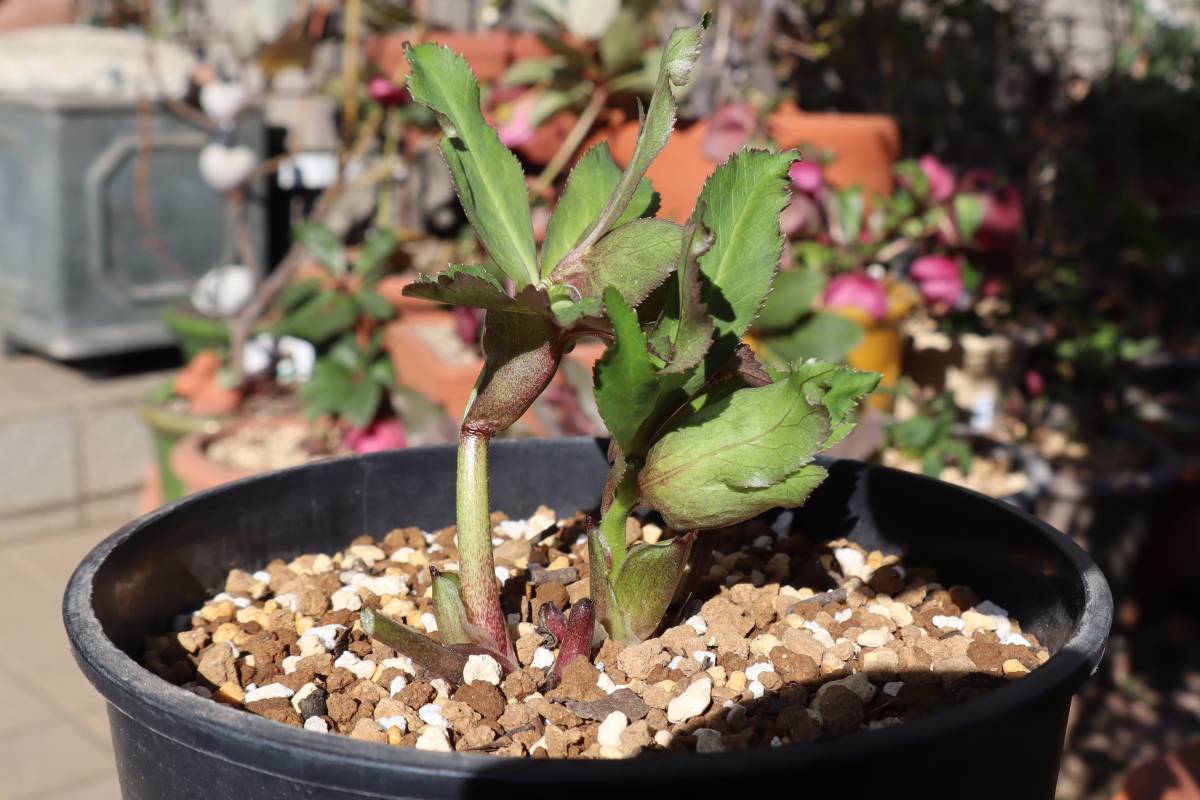 大和園クリスマスローズ グリーンパステリッシュストレイン株分け