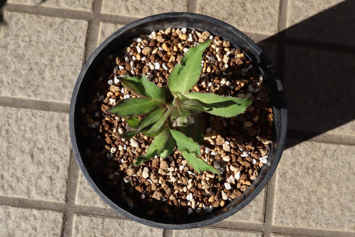 大和園クリスマスローズ グリーンパステリッシュストレイン株分け