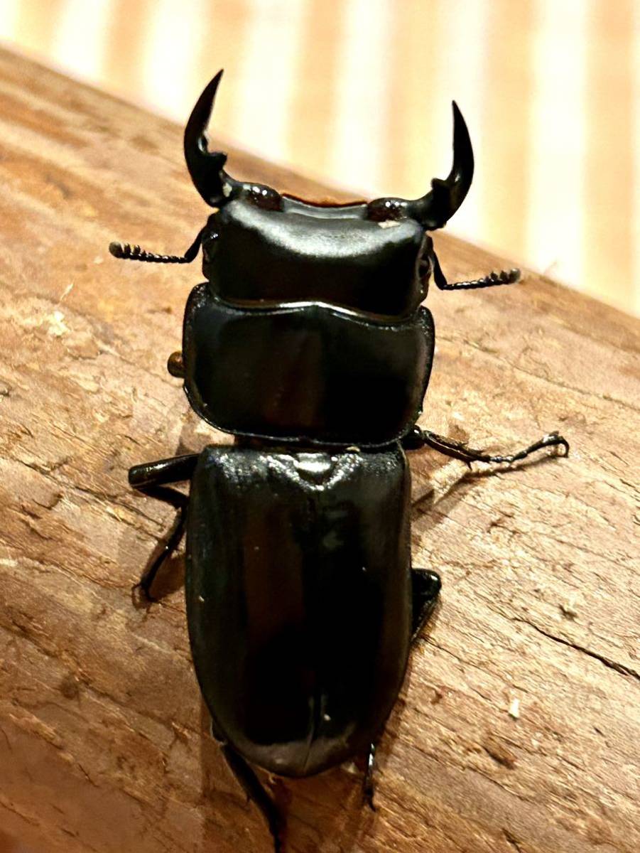 ★ベトナム・コンツム産・ツノボソ♪新成虫ペアです！！★WDF3・♂39♀30