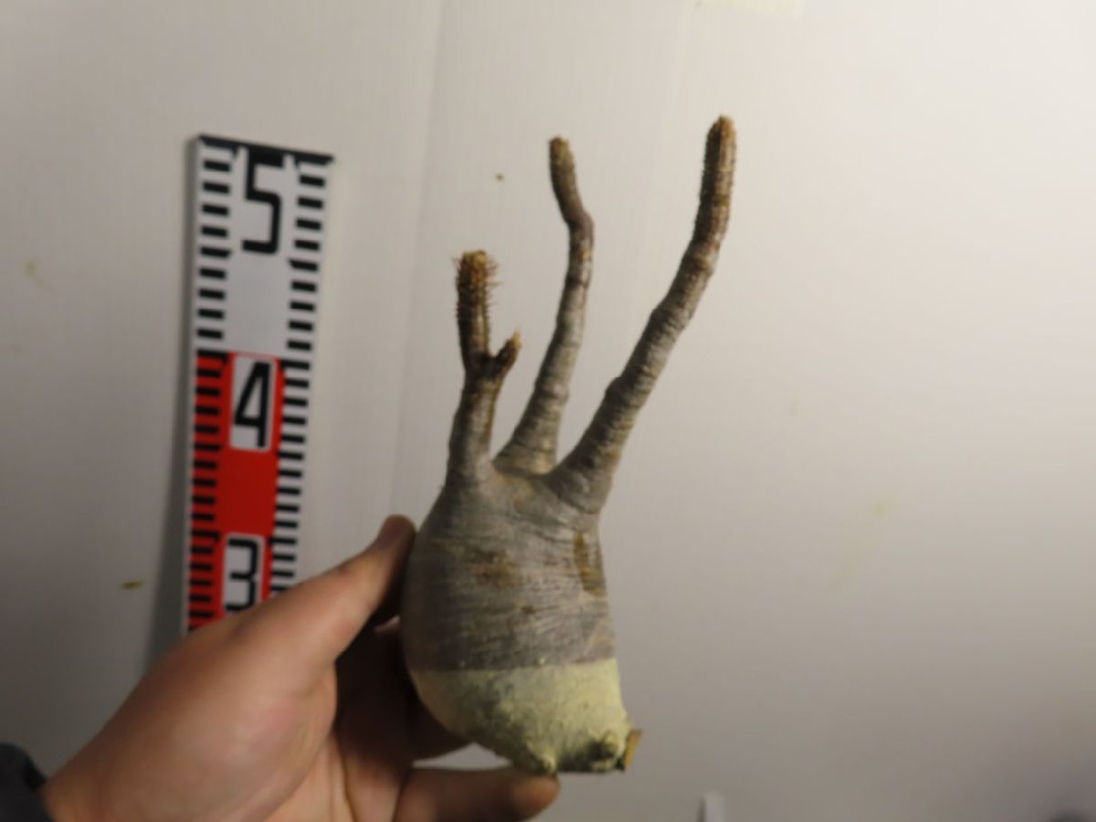 ケ2740 「現地」パキポディウム グラキリス S 抜き苗【塊根植物・gracilius・根切り画像要確認・そろそろ植えます】