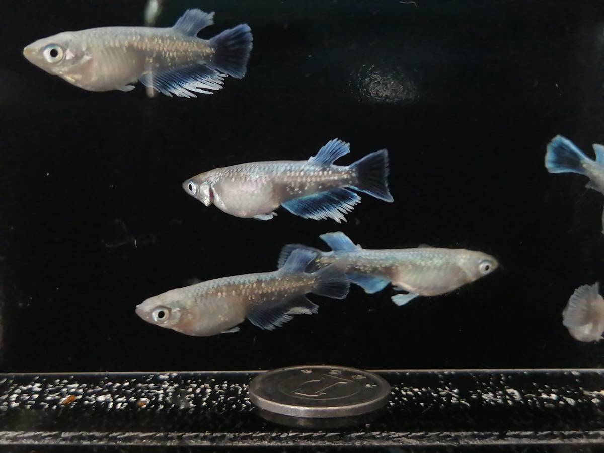 【恋めだか】マリアージュキッシングエメラルド　若魚３ペア　NO.１２２