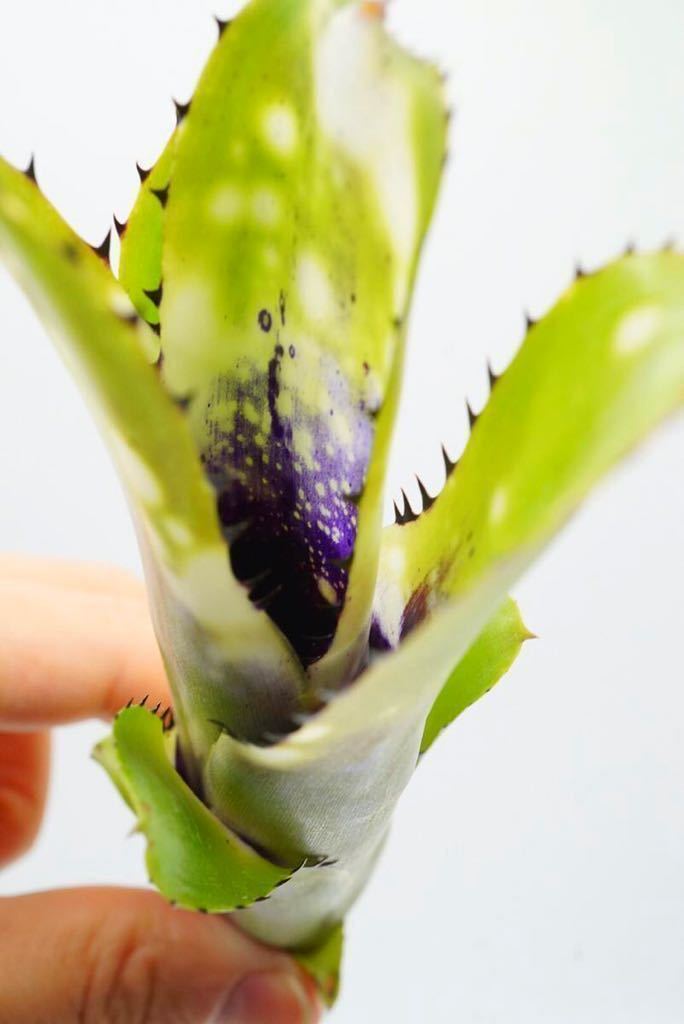 ビルベルギア billbergia toneprai big spine （現品】ビルベルギア 