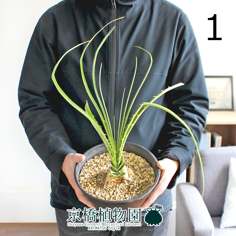 【現品】ディッキア・エステベシー 7号（1）Dyckia estevesii