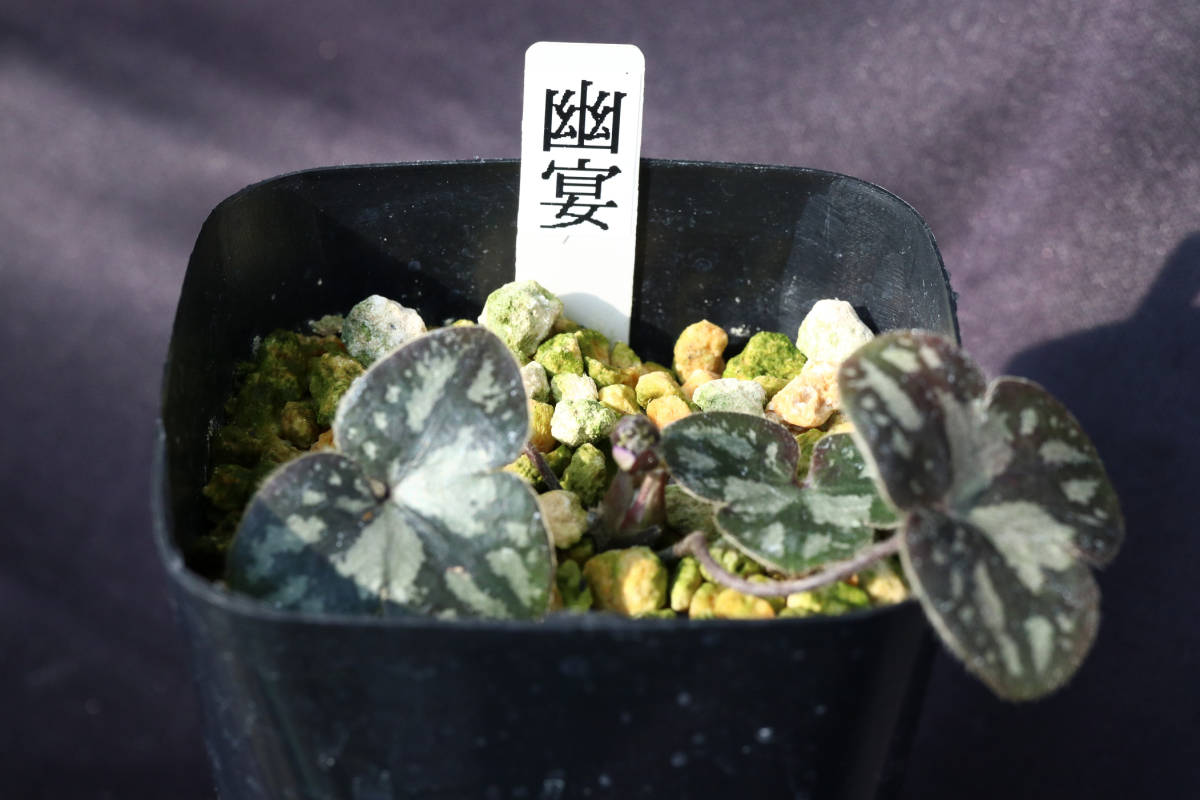雪割草 千重咲の 鉢植え 交配種『第9回雪割草県の花大会 -