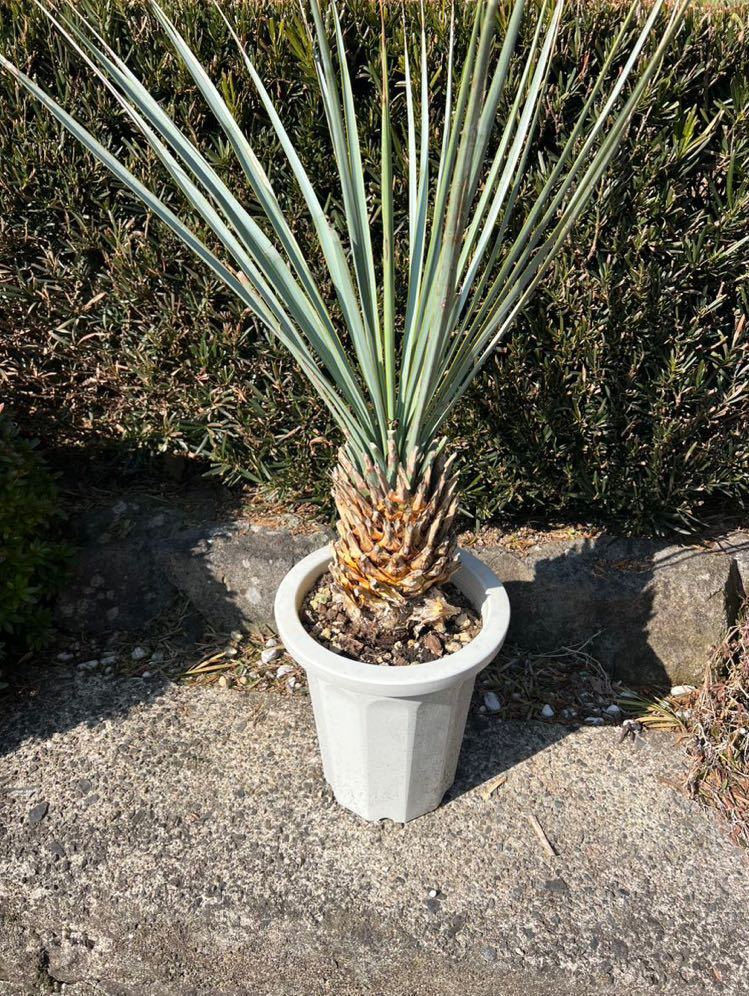 ユッカ リギダ (く) 太株 ユッカ リギダ Yucca 太株 シルバー rigida ブルーユッカ レア 太