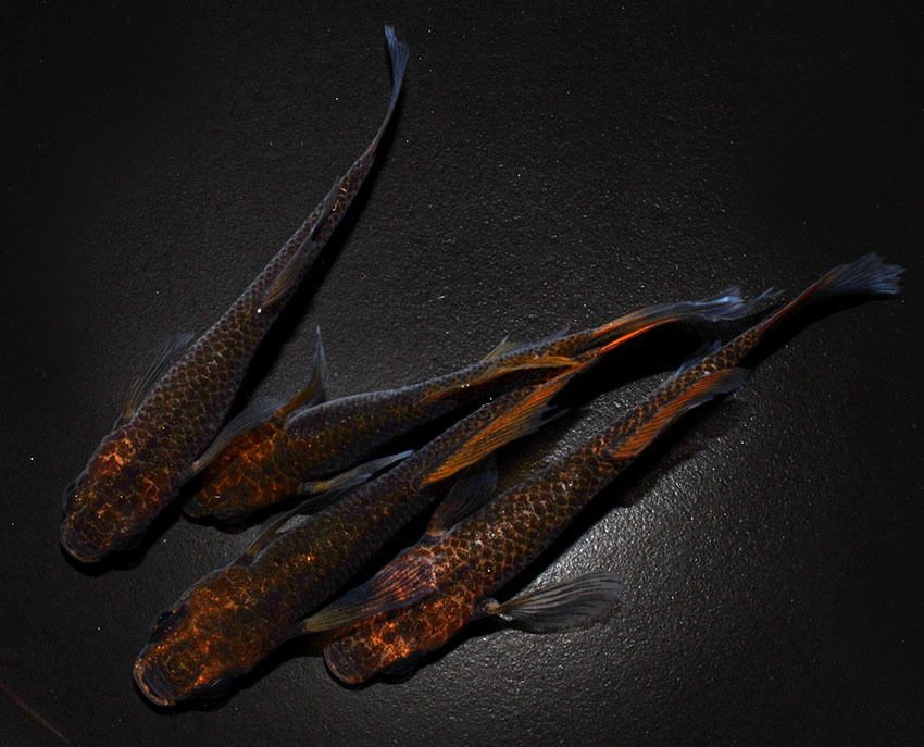 ◇丸玄◇　五式竜　２ペア　　J５　◇