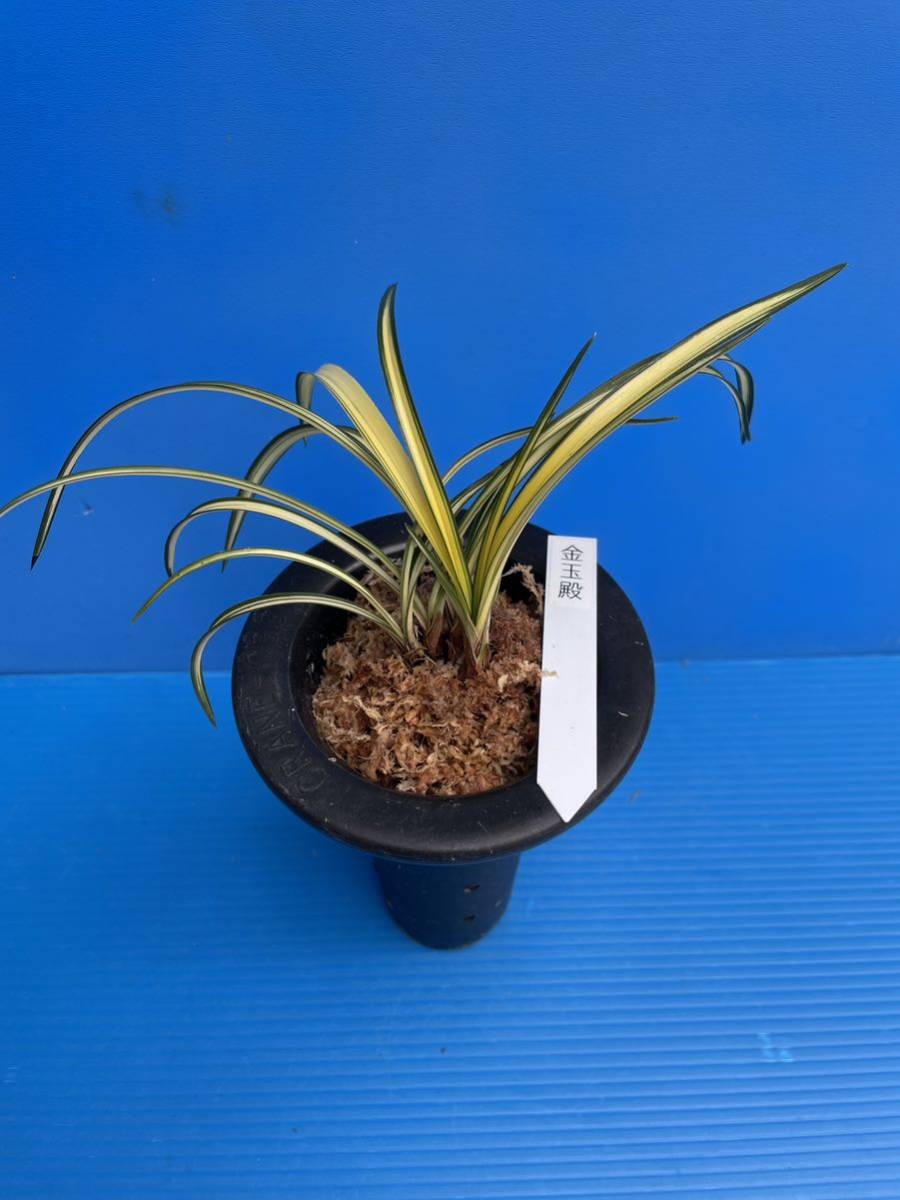 日本春蘭・韓国春蘭・中国春蘭・「金玉殿」