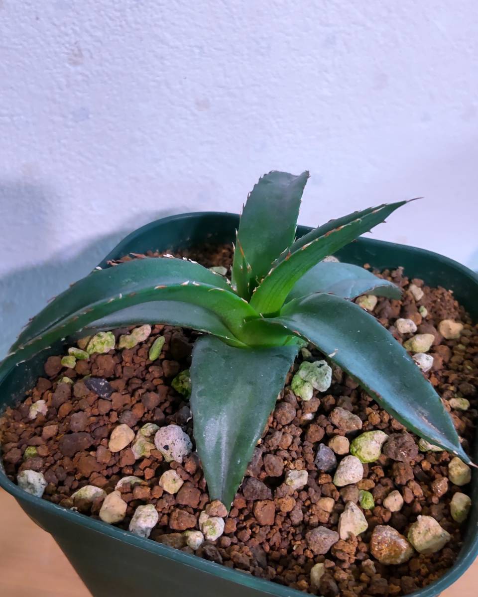 アガベ フアステカキャニオン Agave victoriae-reginae Huasteca