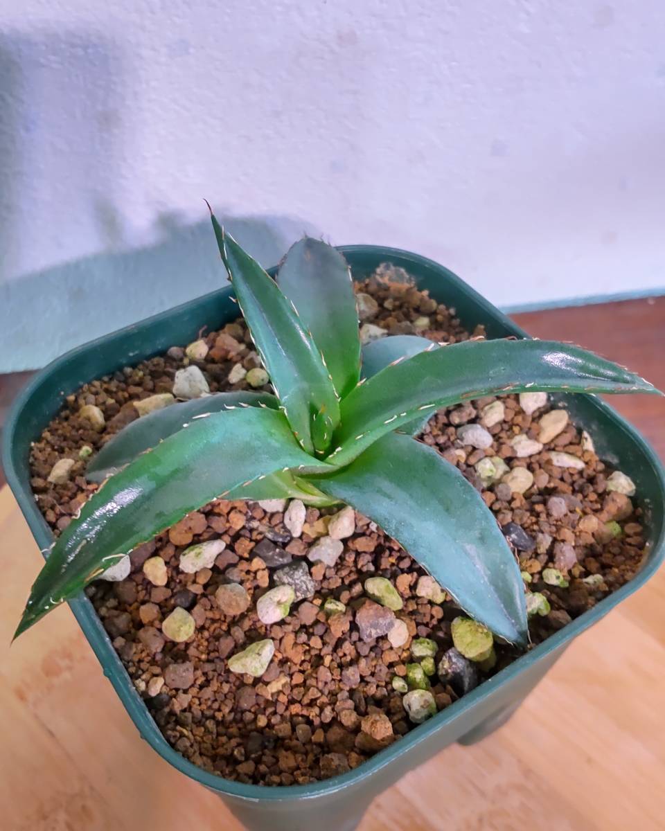 アガベ フアステカキャニオン Agave victoriae-reginae Huasteca