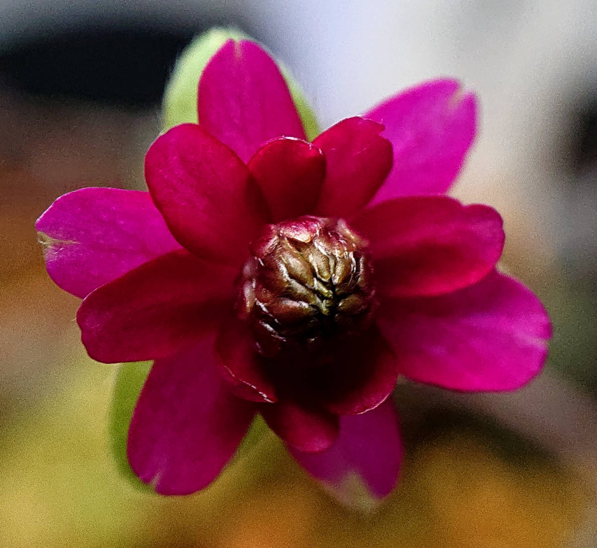 雪割草　銀閣親兄弟SF　初花【1】 3本