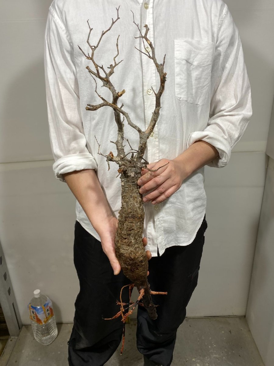 ス4847 「現地」オペルクリカリア　ヒファエノイデス　抜き苗【2/3最新・Operculicarya hyphaenoides・塊根植物】