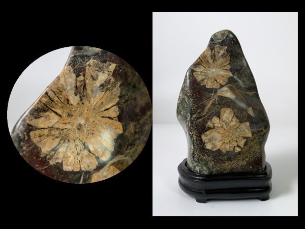 菊花石」の人気商品一覧 g081 菊花石 台座付 重量約14.5kg |